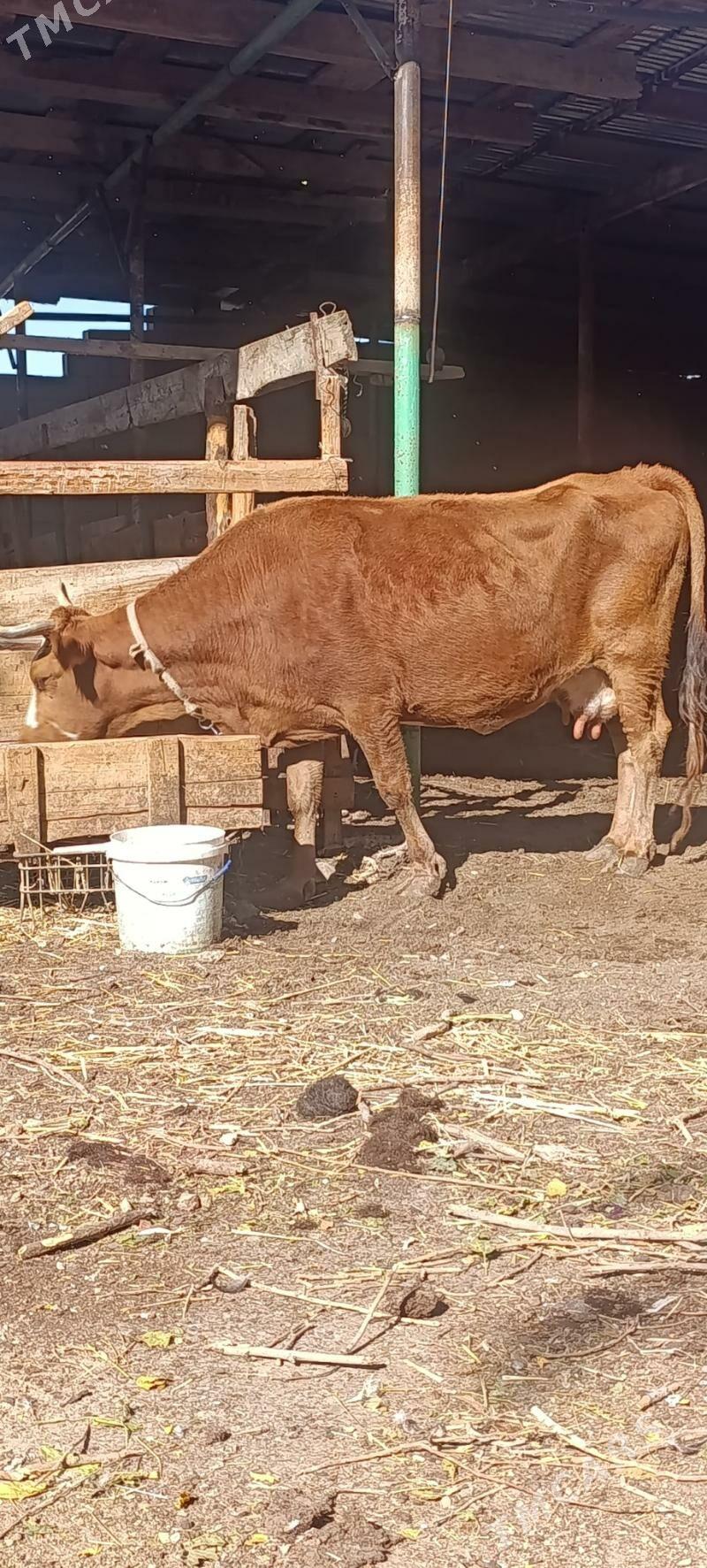 sygyr - Aşgabat - img 3