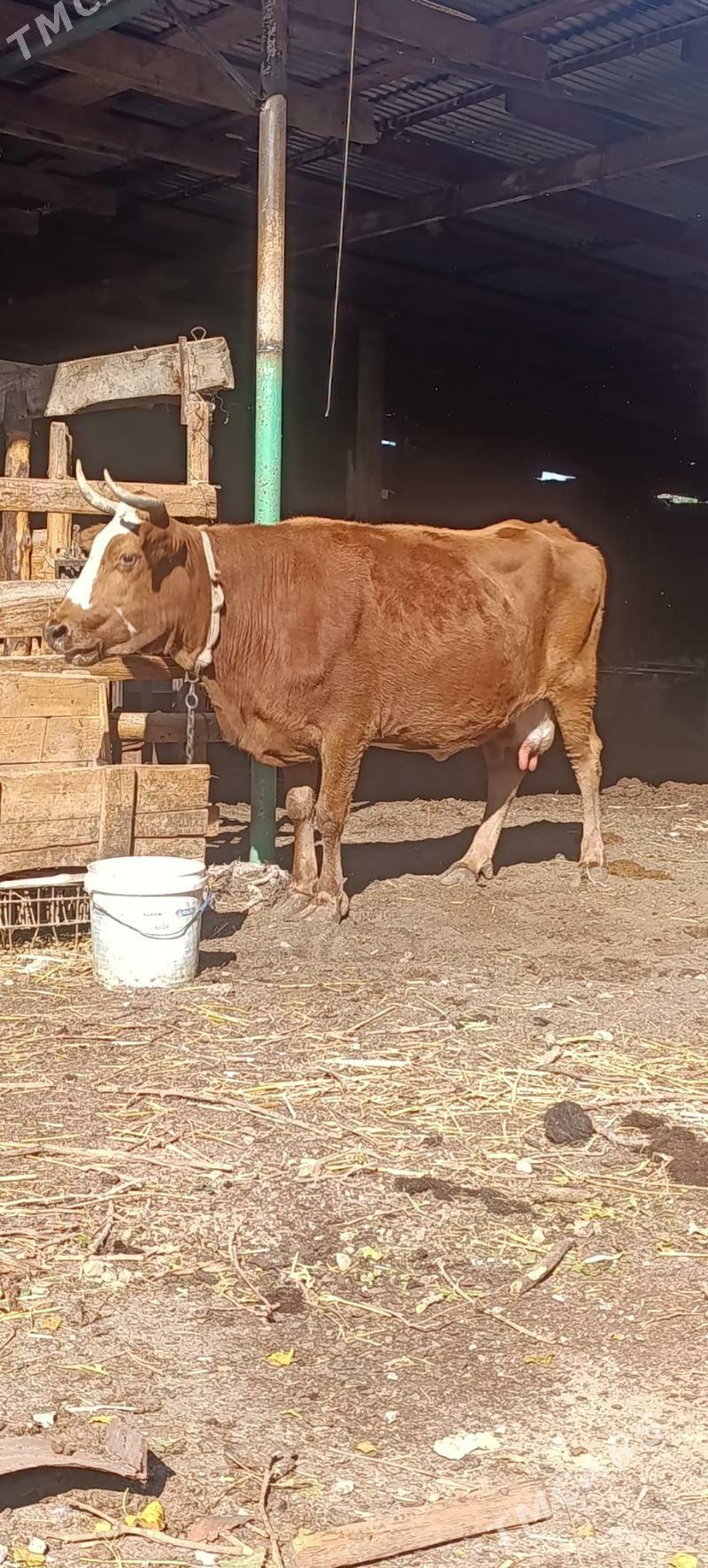 sygyr - Aşgabat - img 1