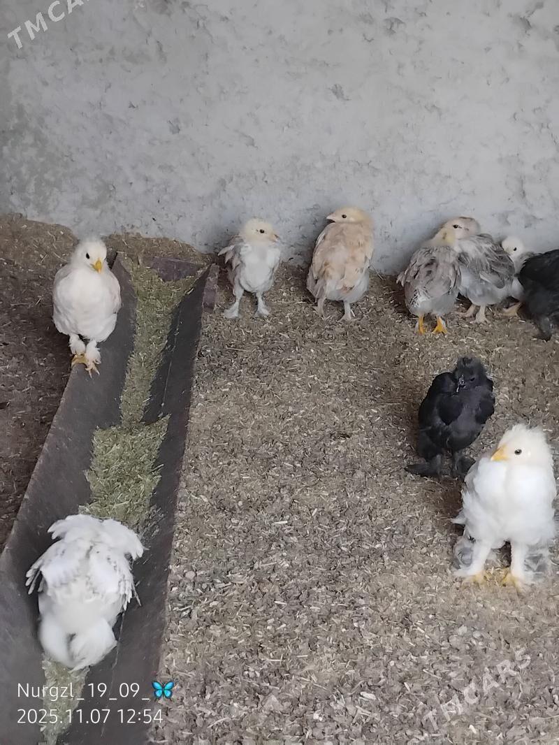 jüýje - Tejen - img 2