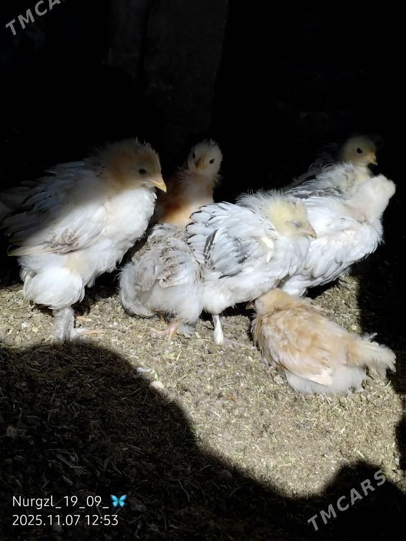 jüýje - Tejen - img 1