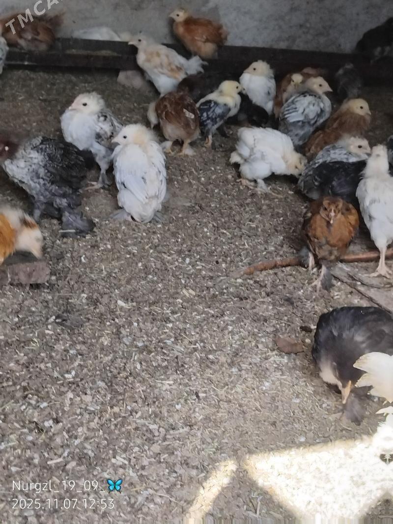 jüýje - Tejen - img 3