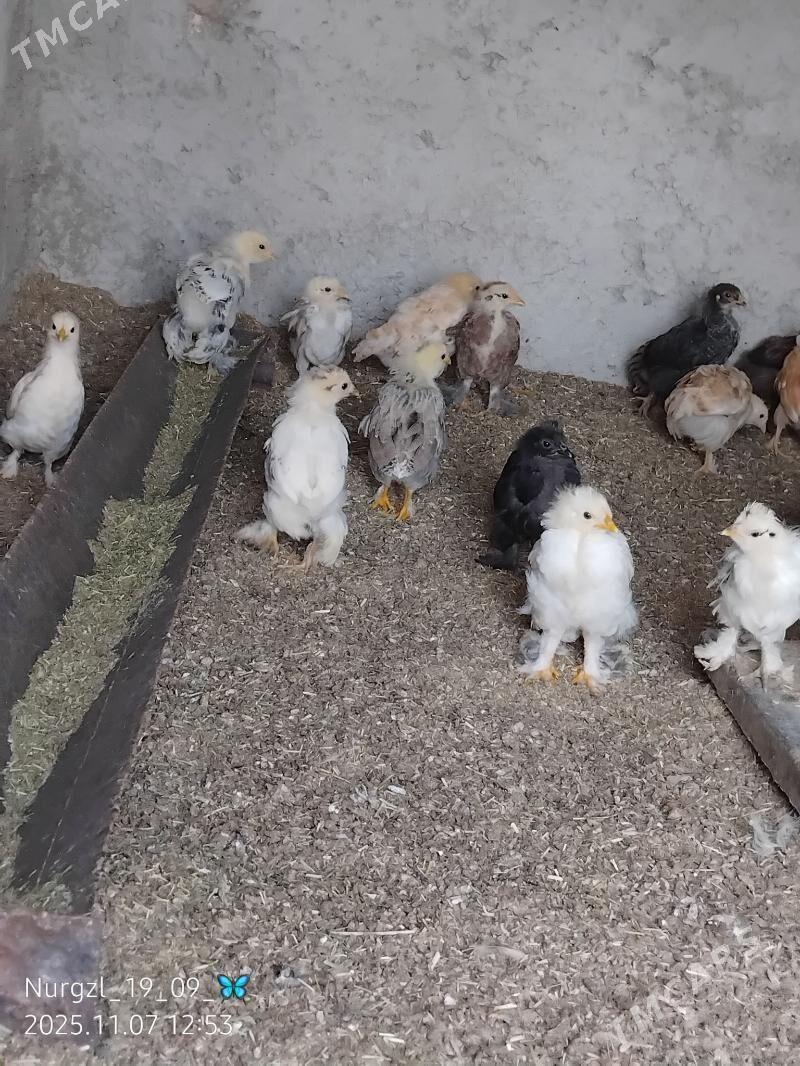 jüýje - Tejen - img 4