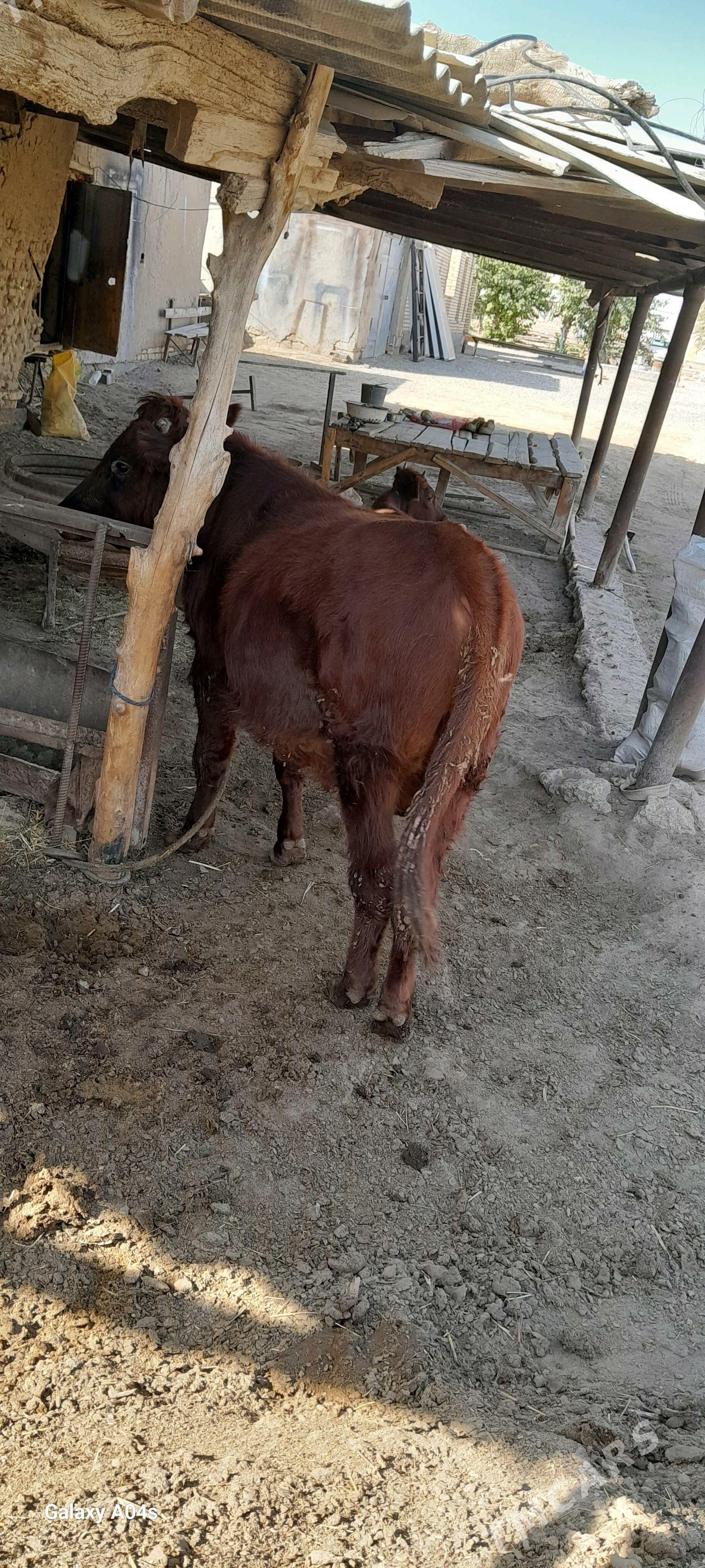 öküz we gulajyn - Мары - img 1