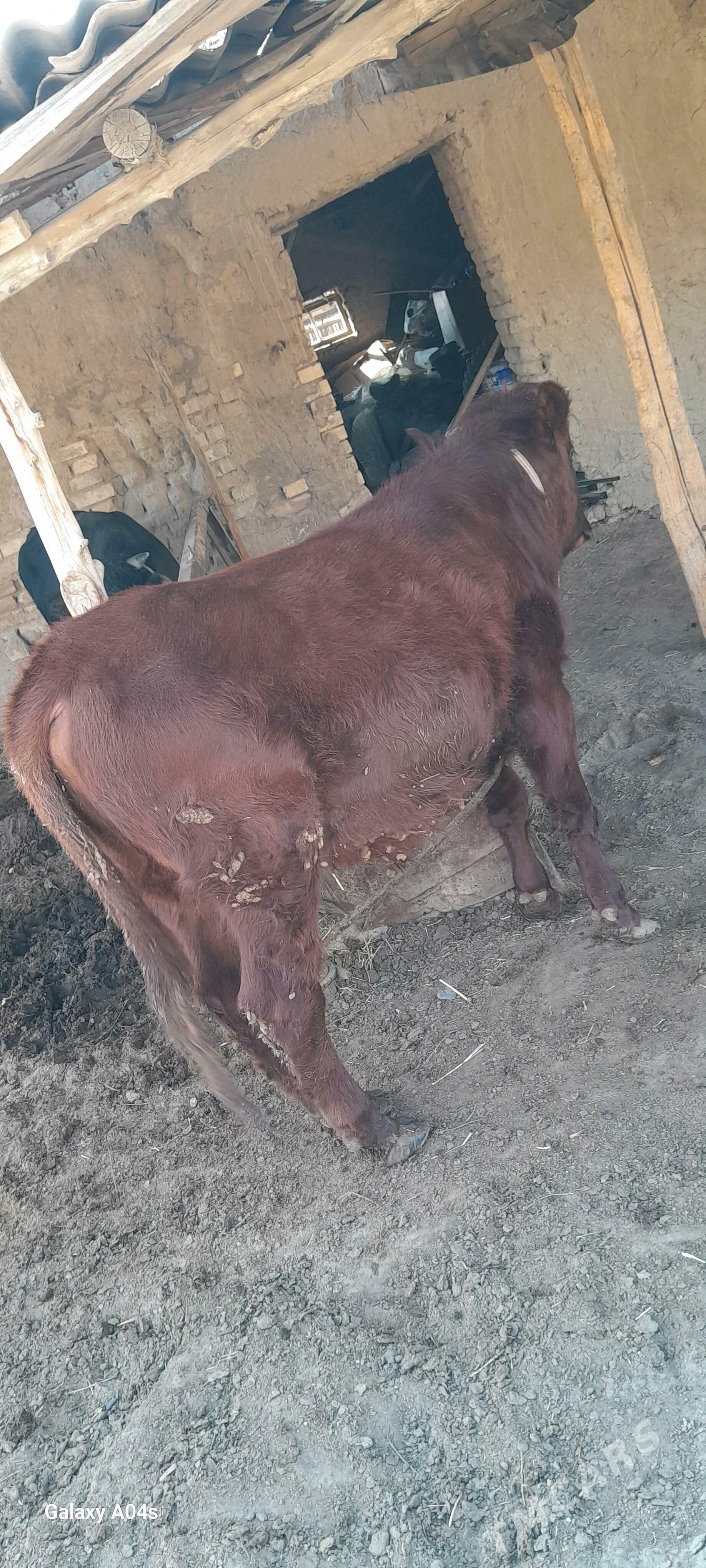 öküz we gulajyn - Мары - img 3