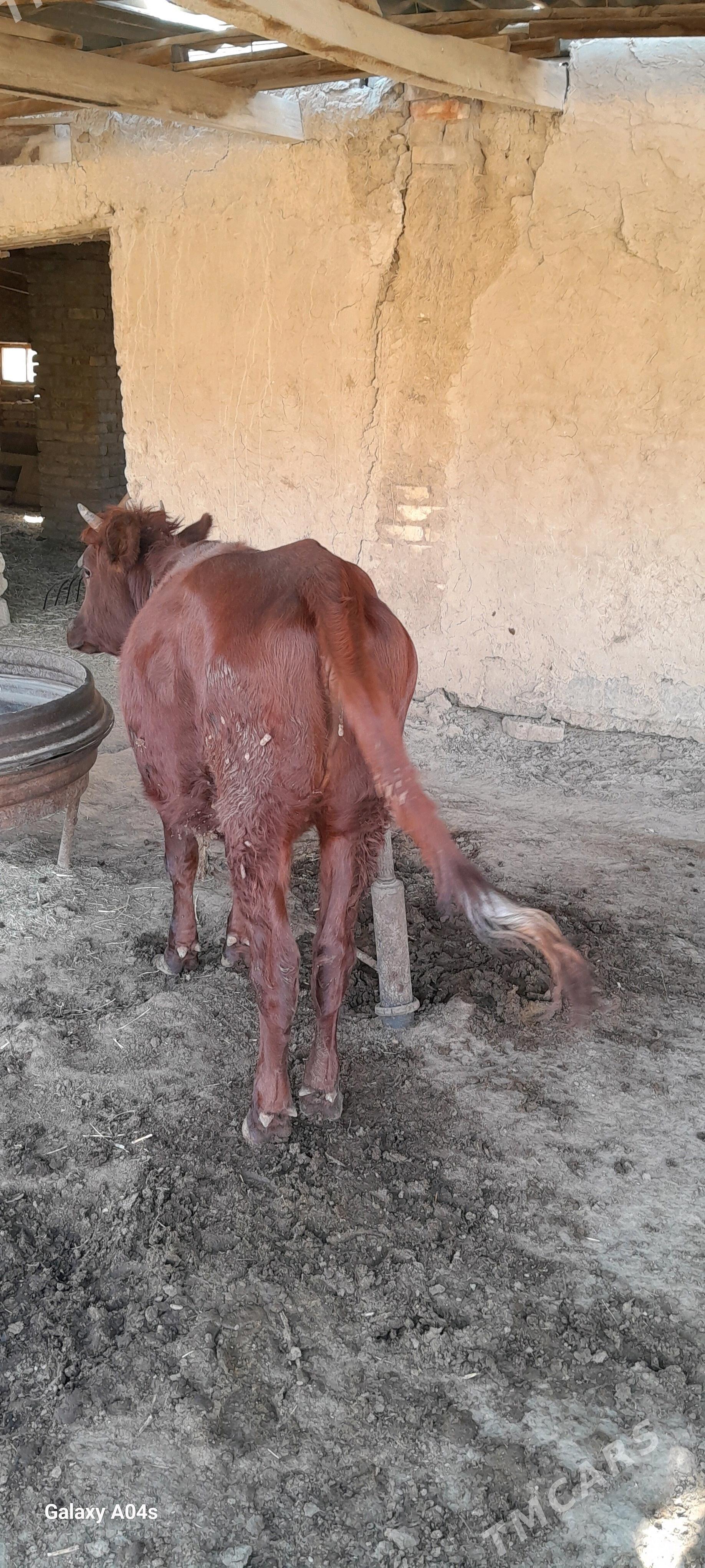 öküz we gulajyn - Мары - img 5