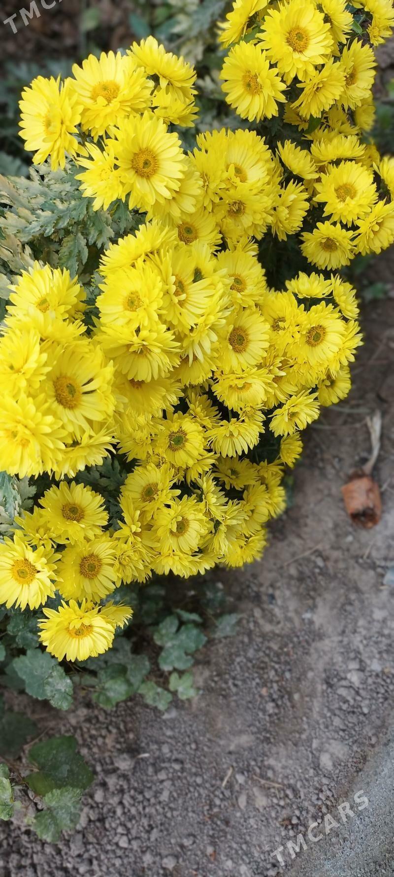 Хризантема гюль - Туркменабат - img 2