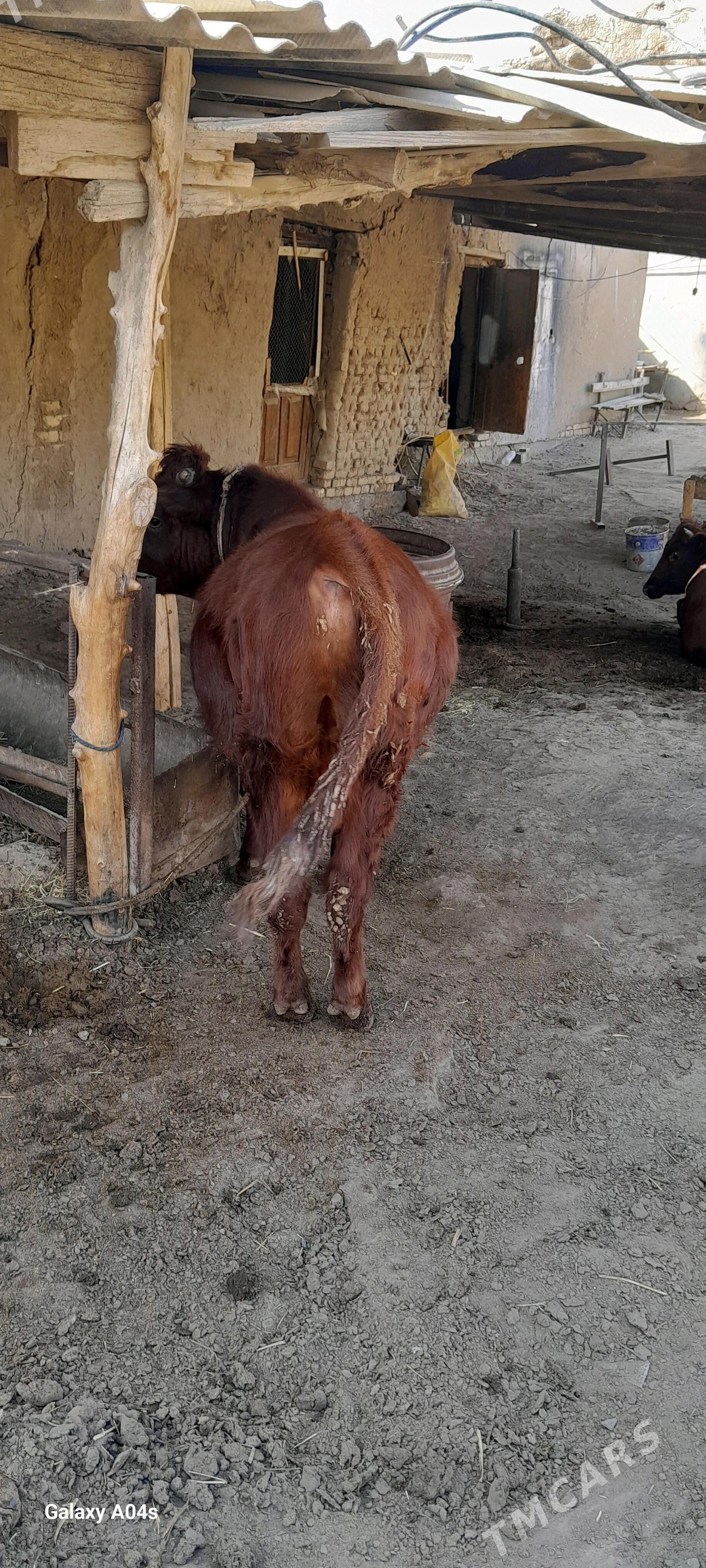 öküz we gulajyn - Мары - img 2