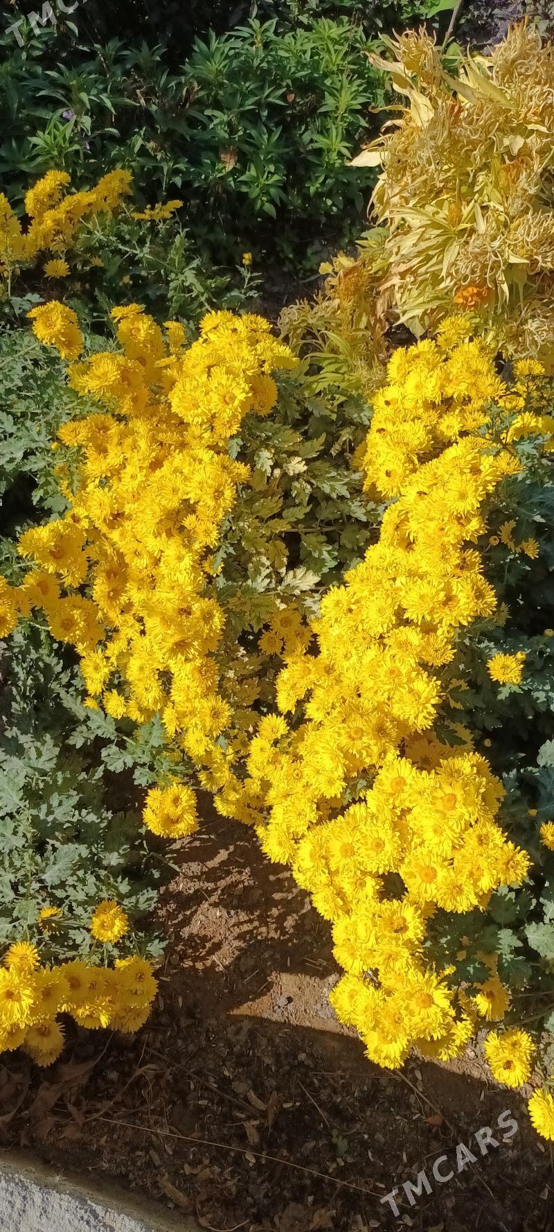 Хризантема гюль - Туркменабат - img 1