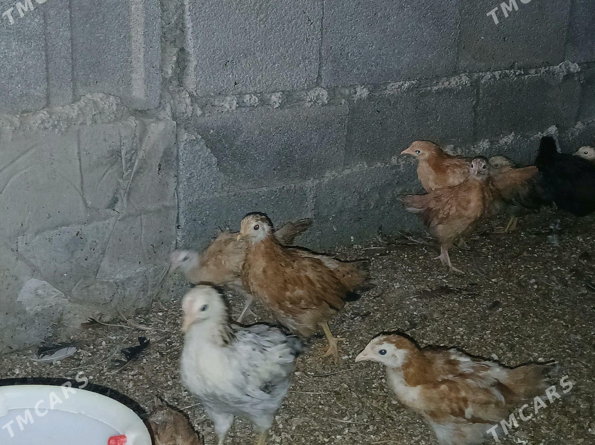 juje - Гёкдже - img 3