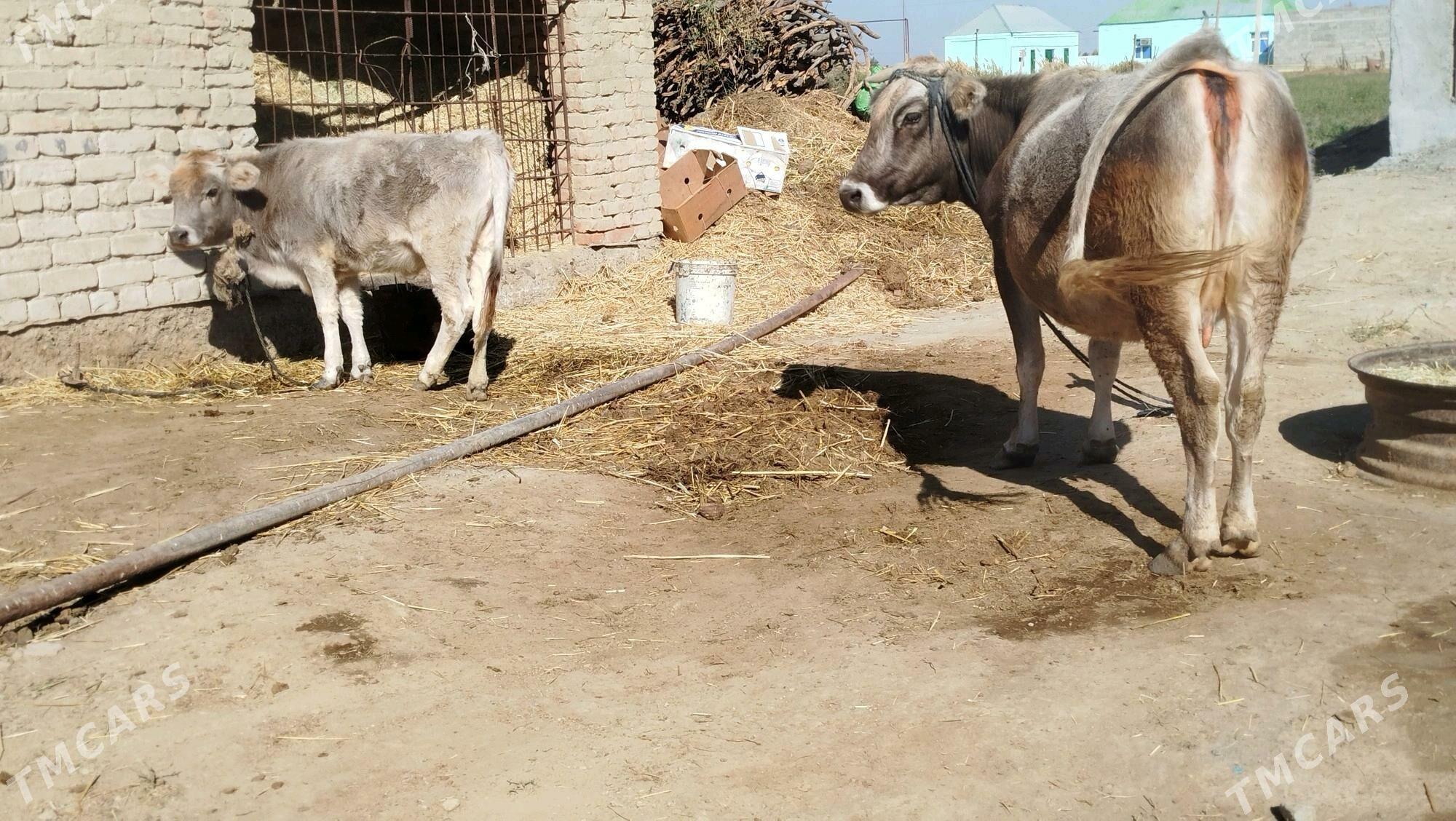 GOLELİ SYGYR - Бахарден - img 5