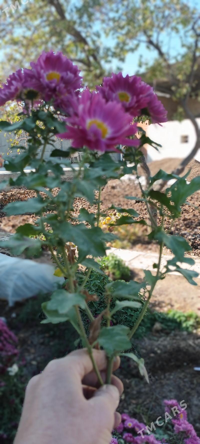 Хризантема гюль - Туркменабат - img 7