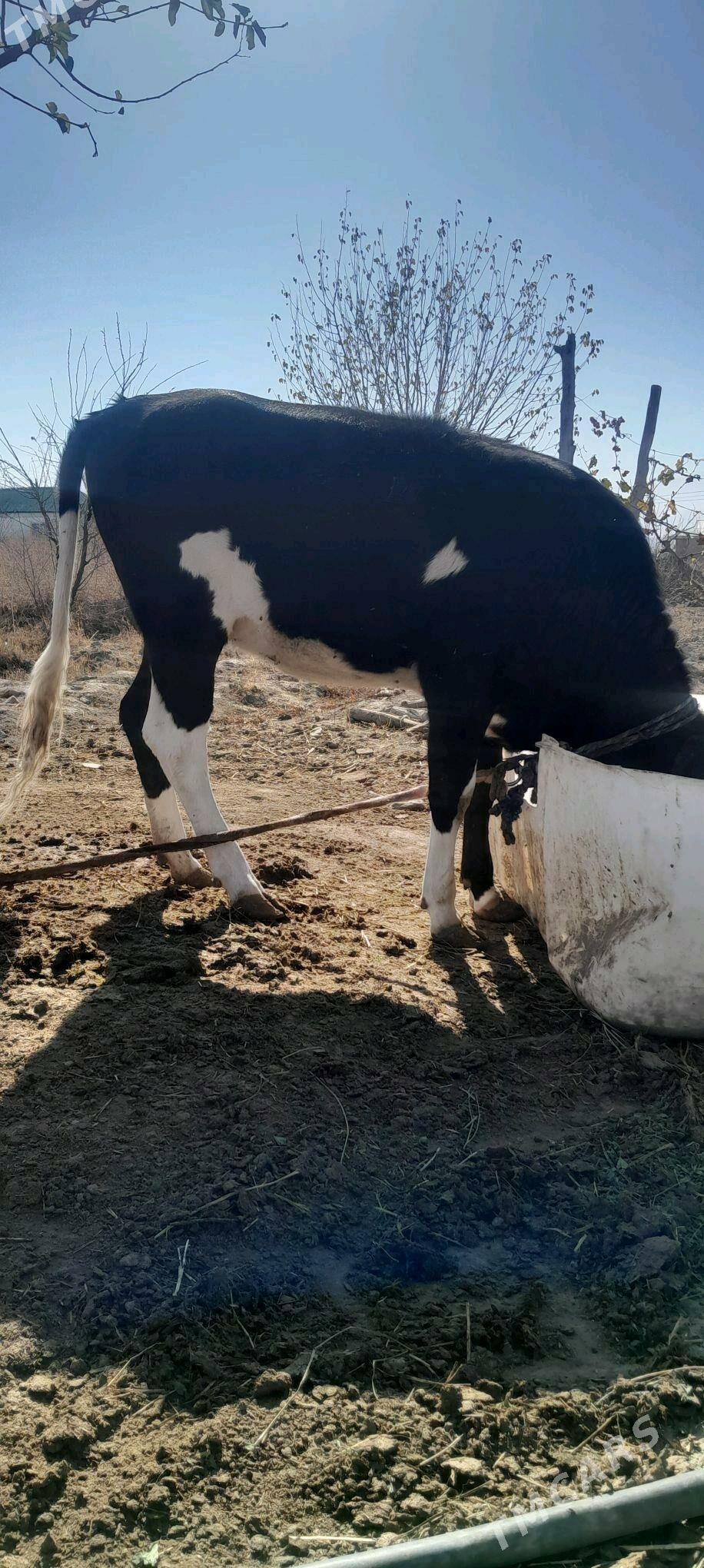 tuwe - Bäherden - img 1