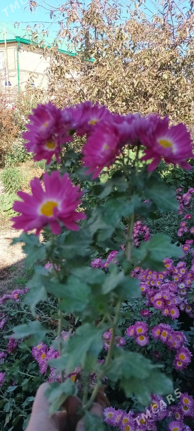 Хризантема гюль - Туркменабат - img 6