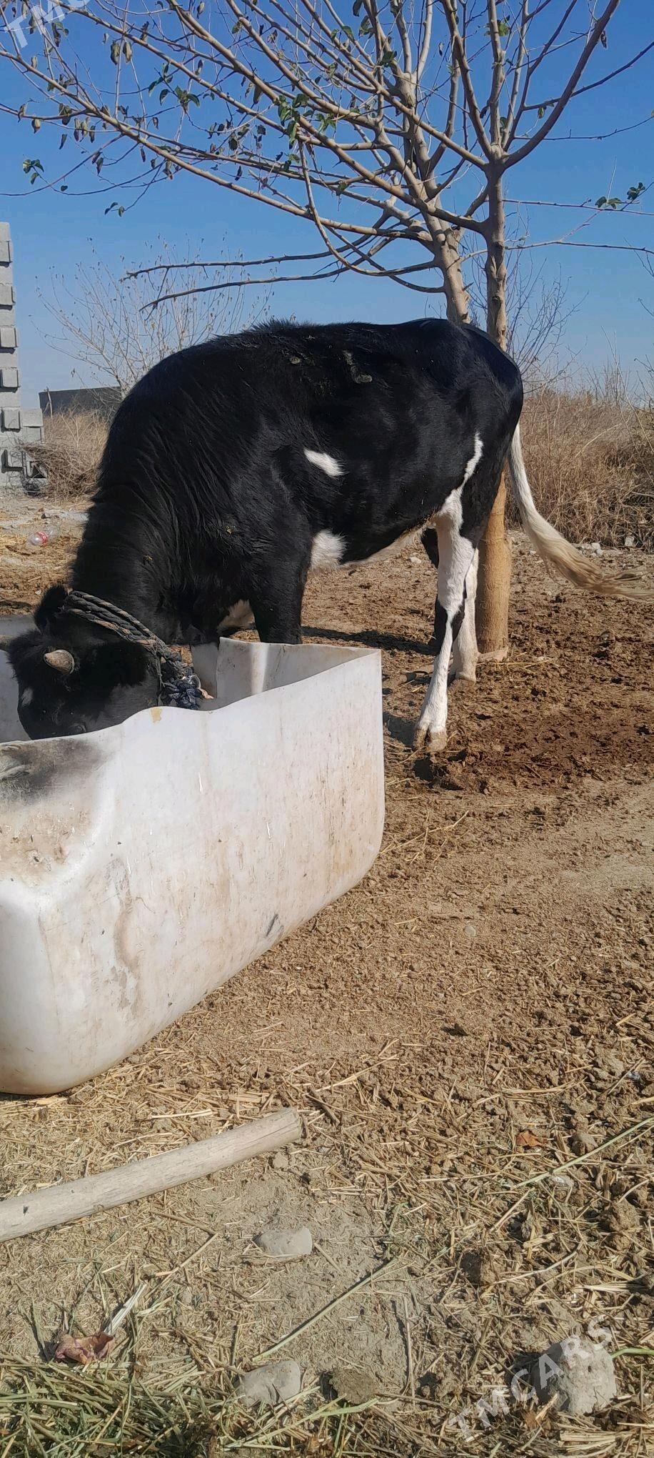 tuwe - Bäherden - img 2