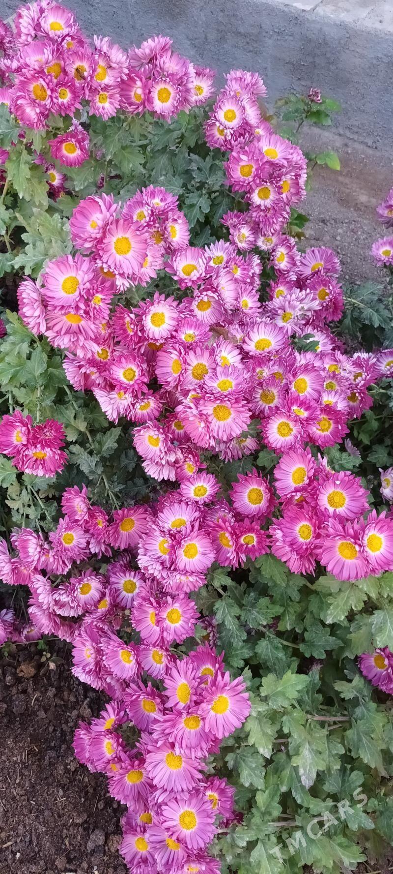 Хризантема гюль - Туркменабат - img 4