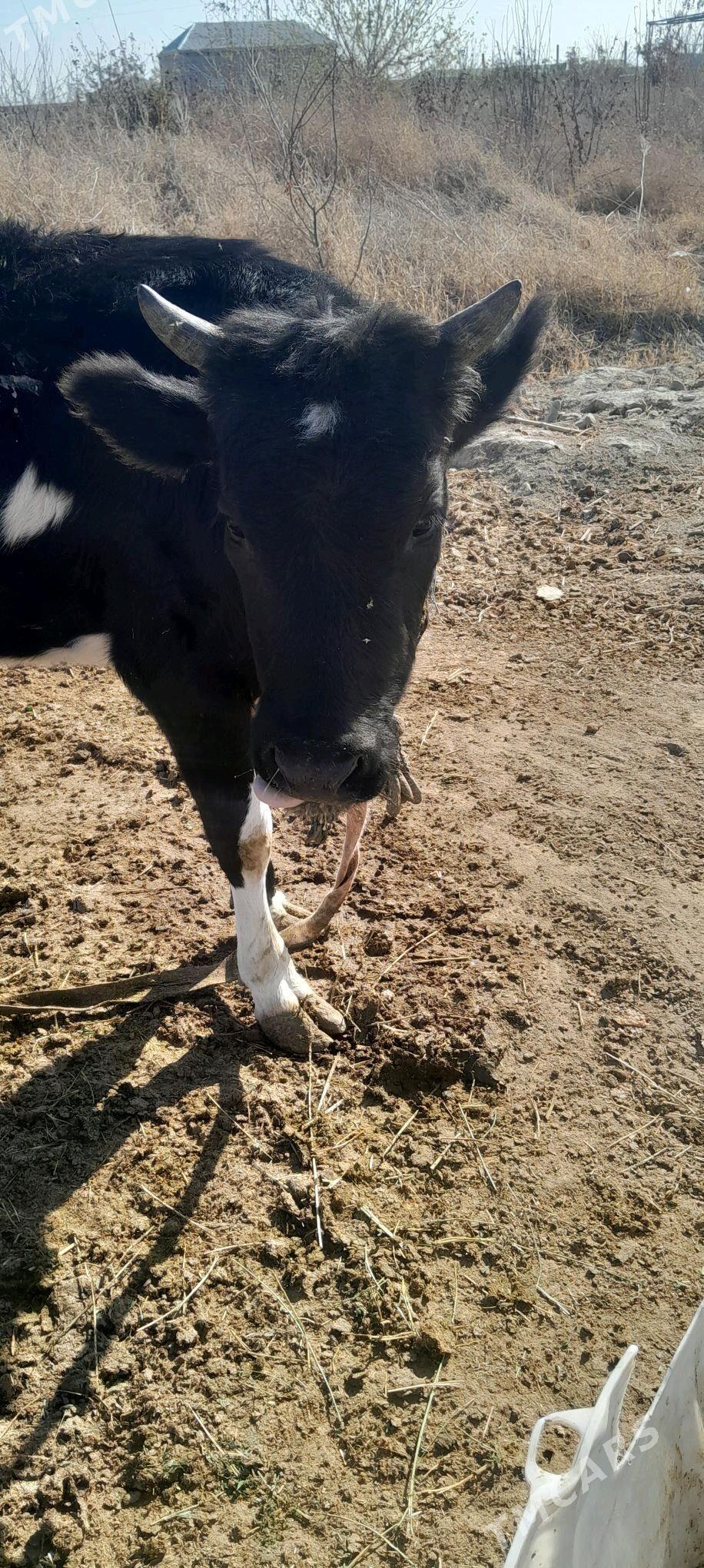 tuwe - Bäherden - img 3