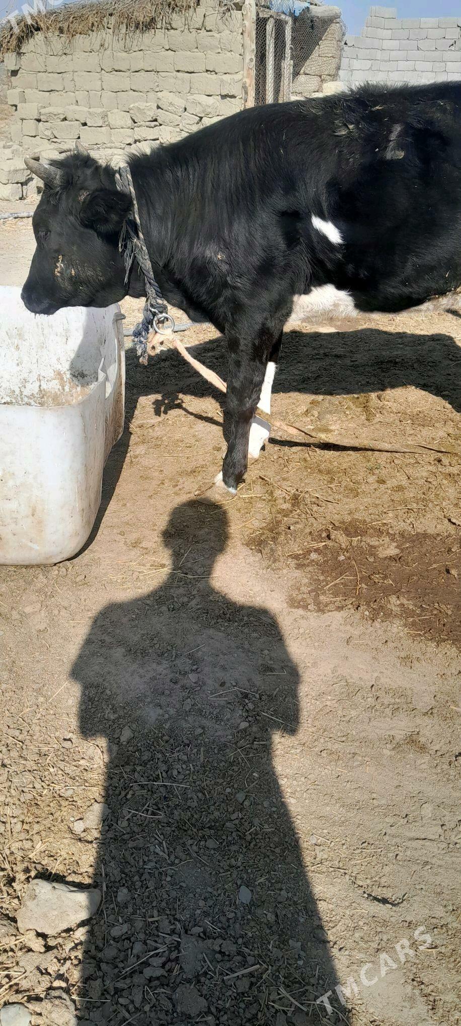 tuwe - Bäherden - img 4