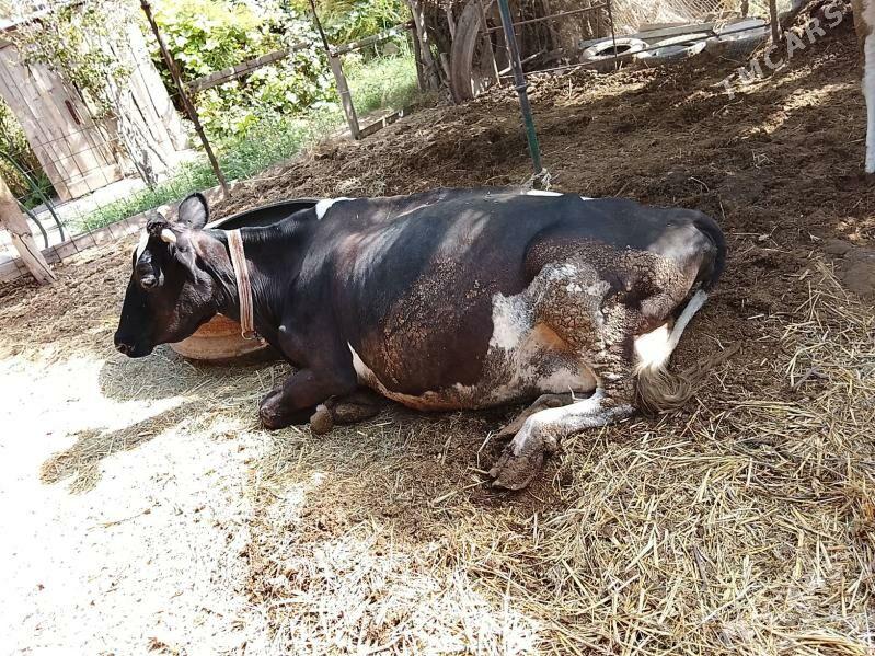 galyşteyn sygyr - Чарджоу - img 1