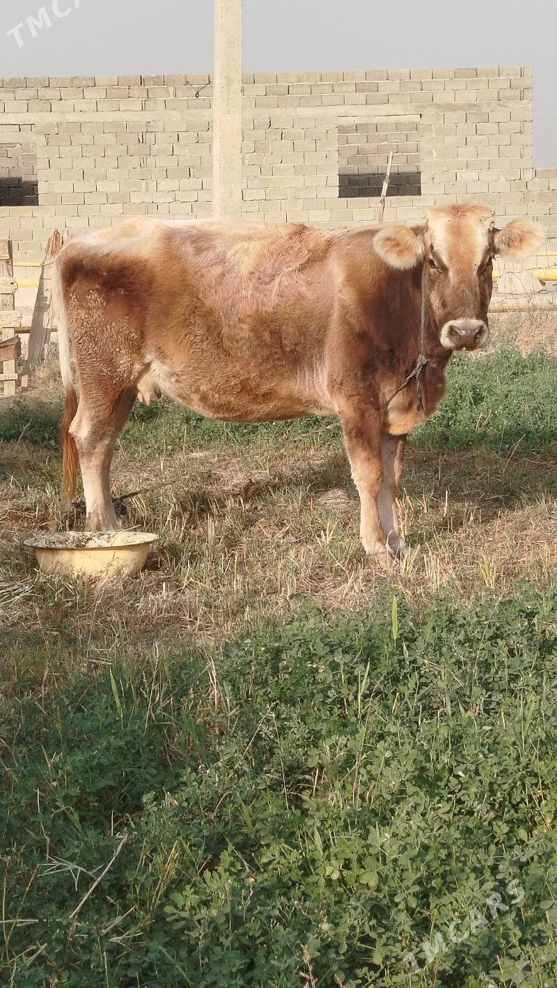 TOHUM SYGYR - Бахарден - img 2