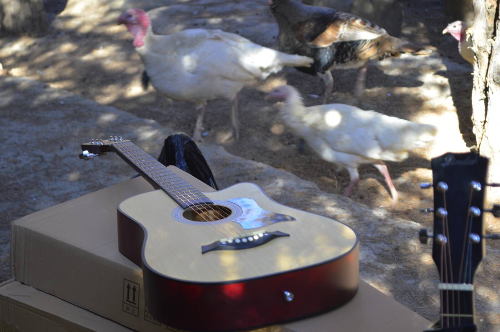 LINDA AKUSTIKA GITARA  - Aşgabat - img 2