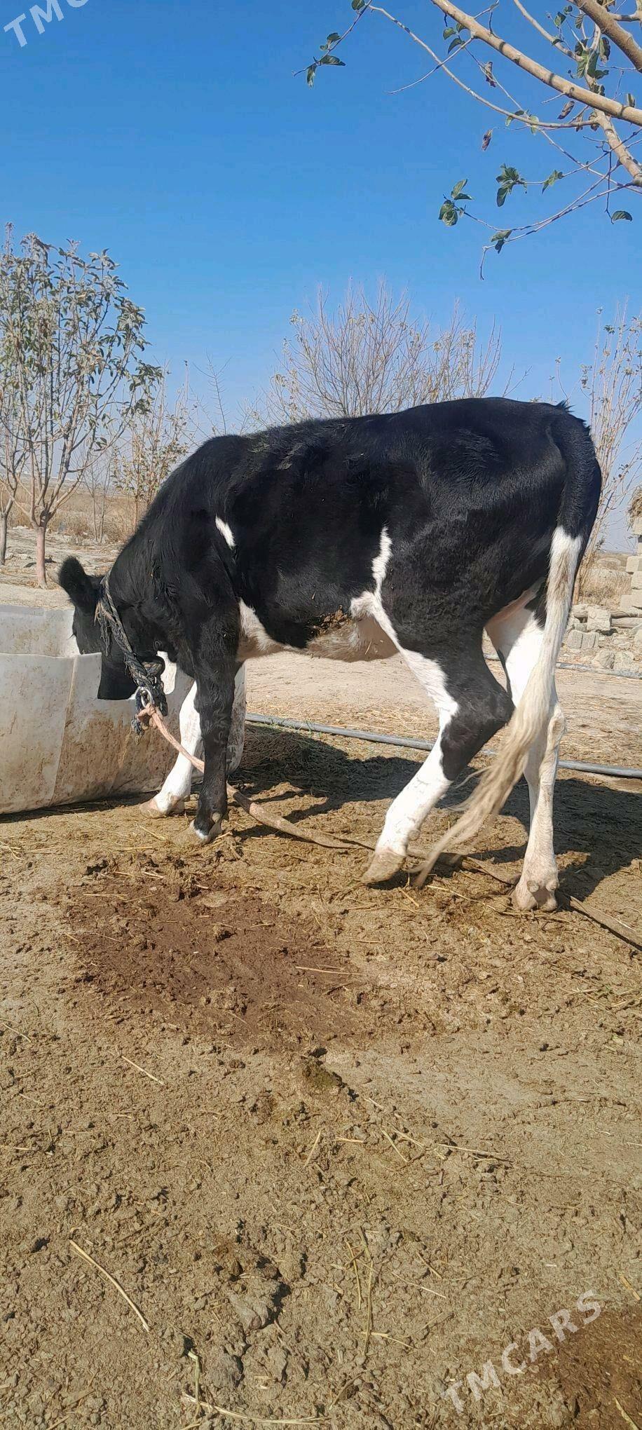 tuwe - Bäherden - img 5