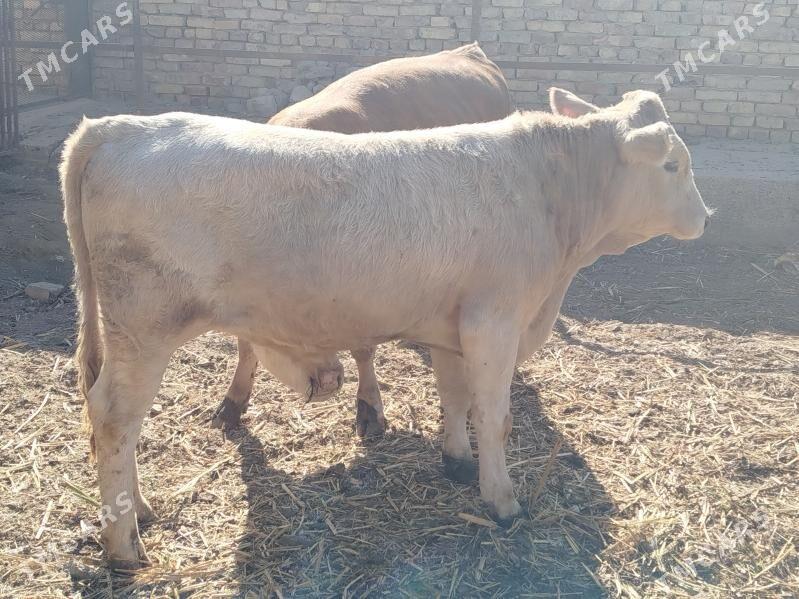 Sharale - Дянев - img 3