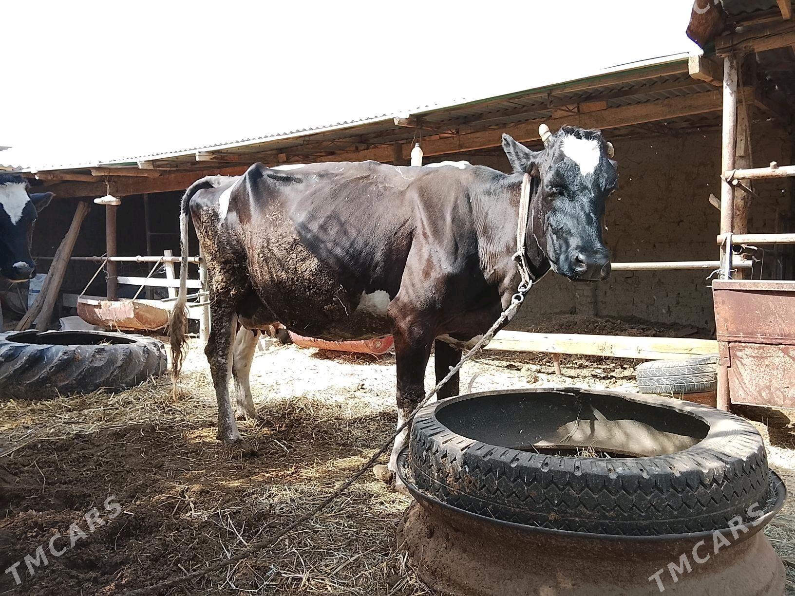galyşteyn sygyr - Чарджоу - img 3
