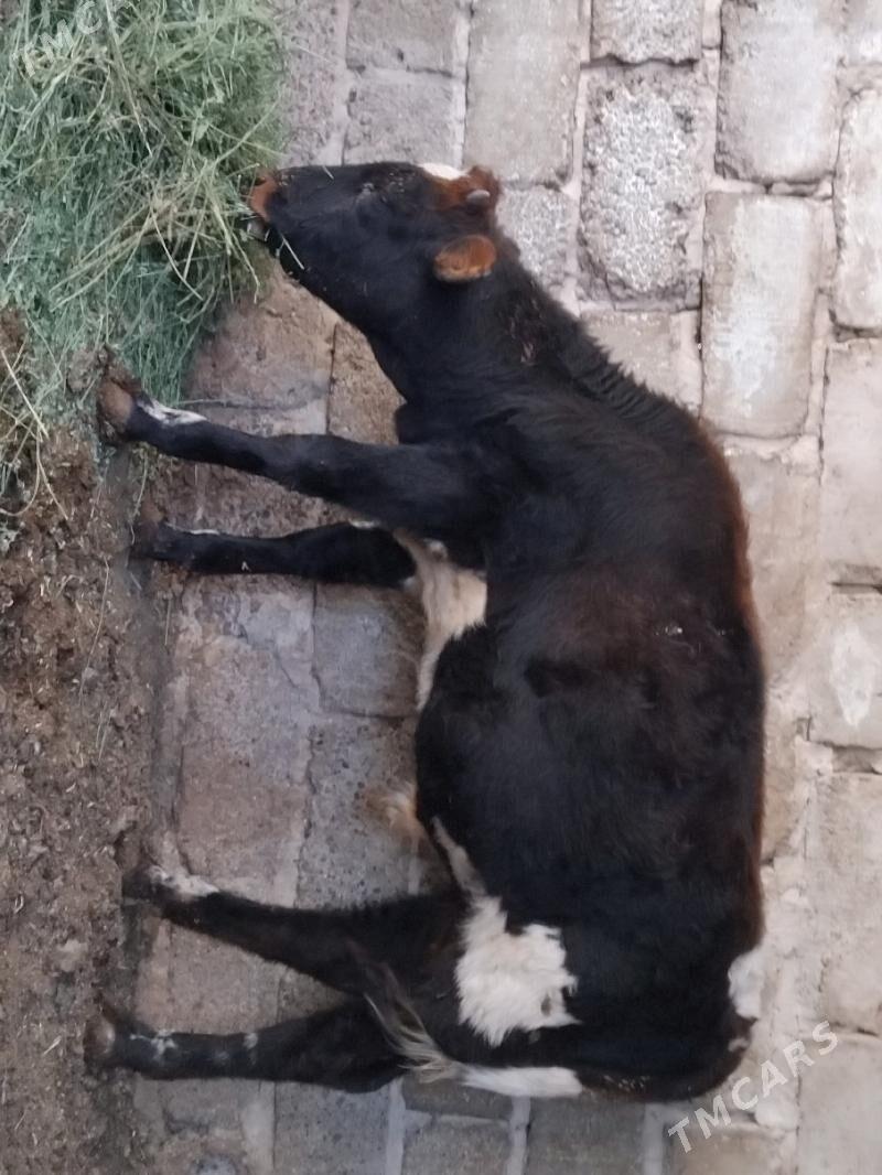 okiz - Hitrowka - img 2