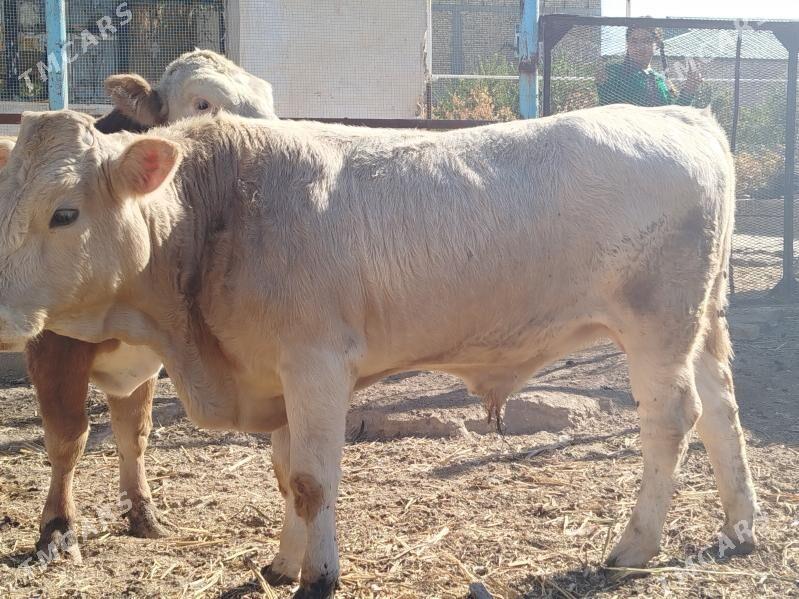 Sharale - Дянев - img 1