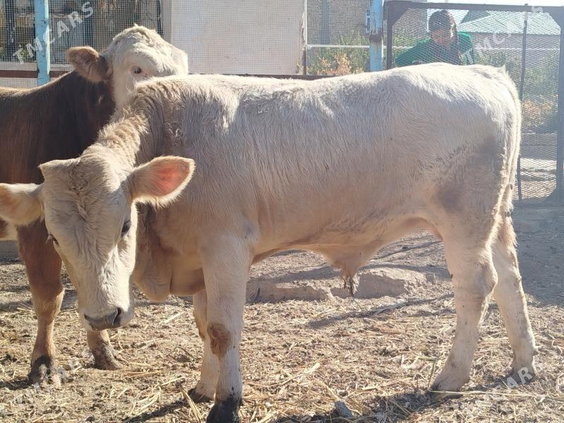 Sharale - Дянев - img 4