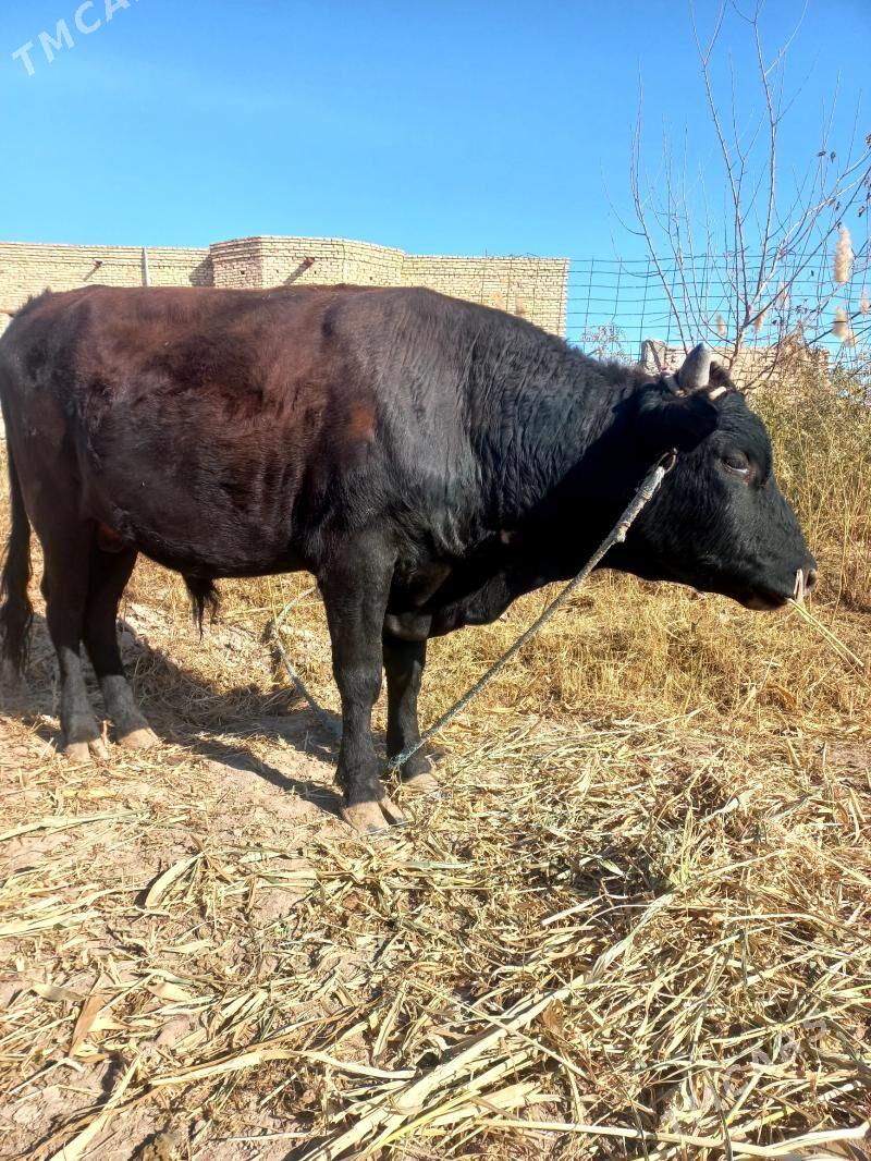 okuz - Daşoguz - img 3