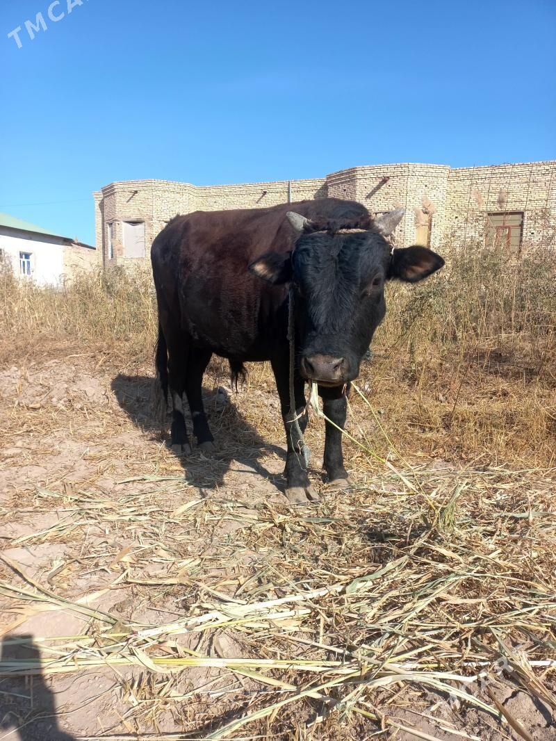 okuz - Daşoguz - img 2