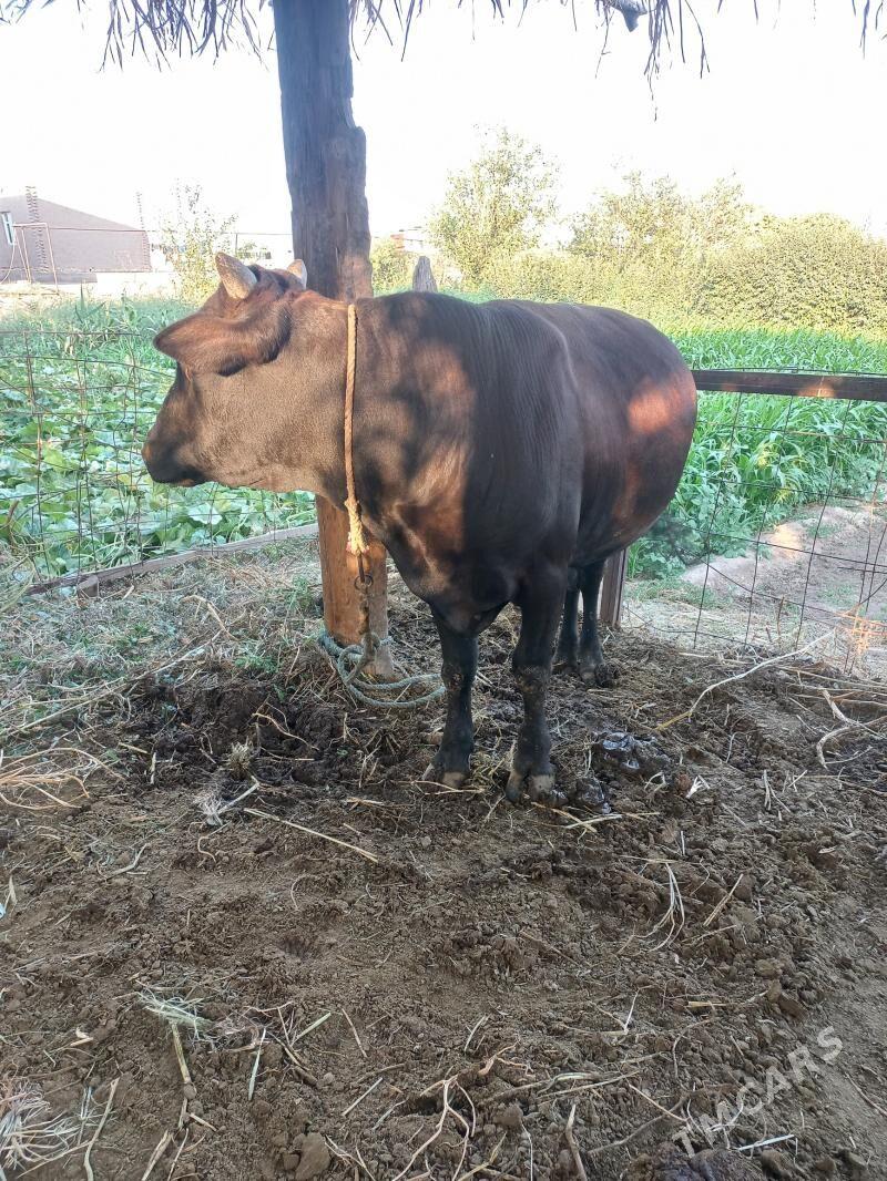 okuz - Дашогуз - img 1