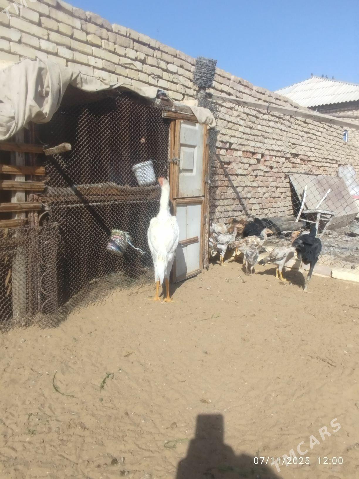 horaz - Мары - img 1