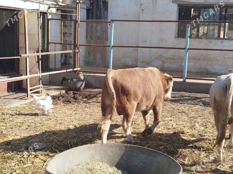 Semintal - Дянев - img 1