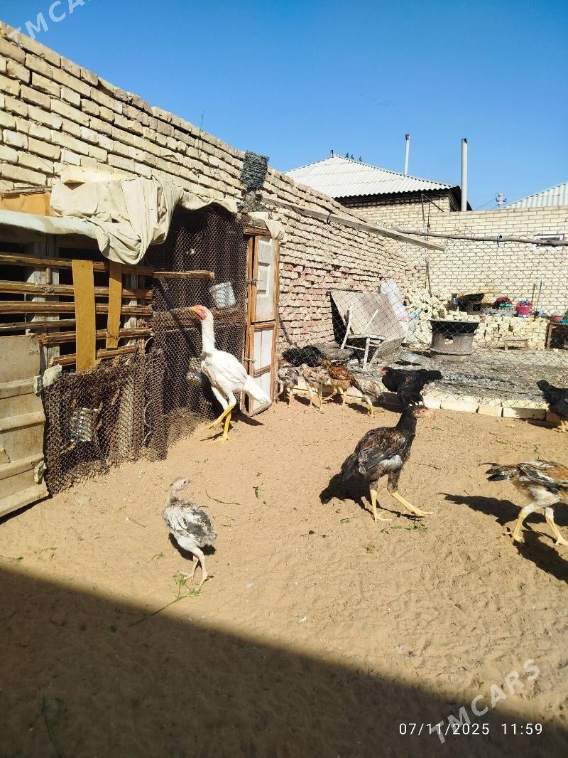 horaz - Мары - img 6