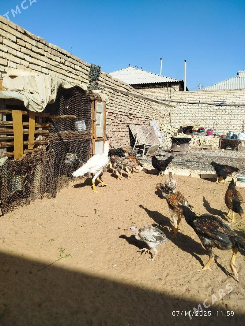 horaz - Мары - img 5