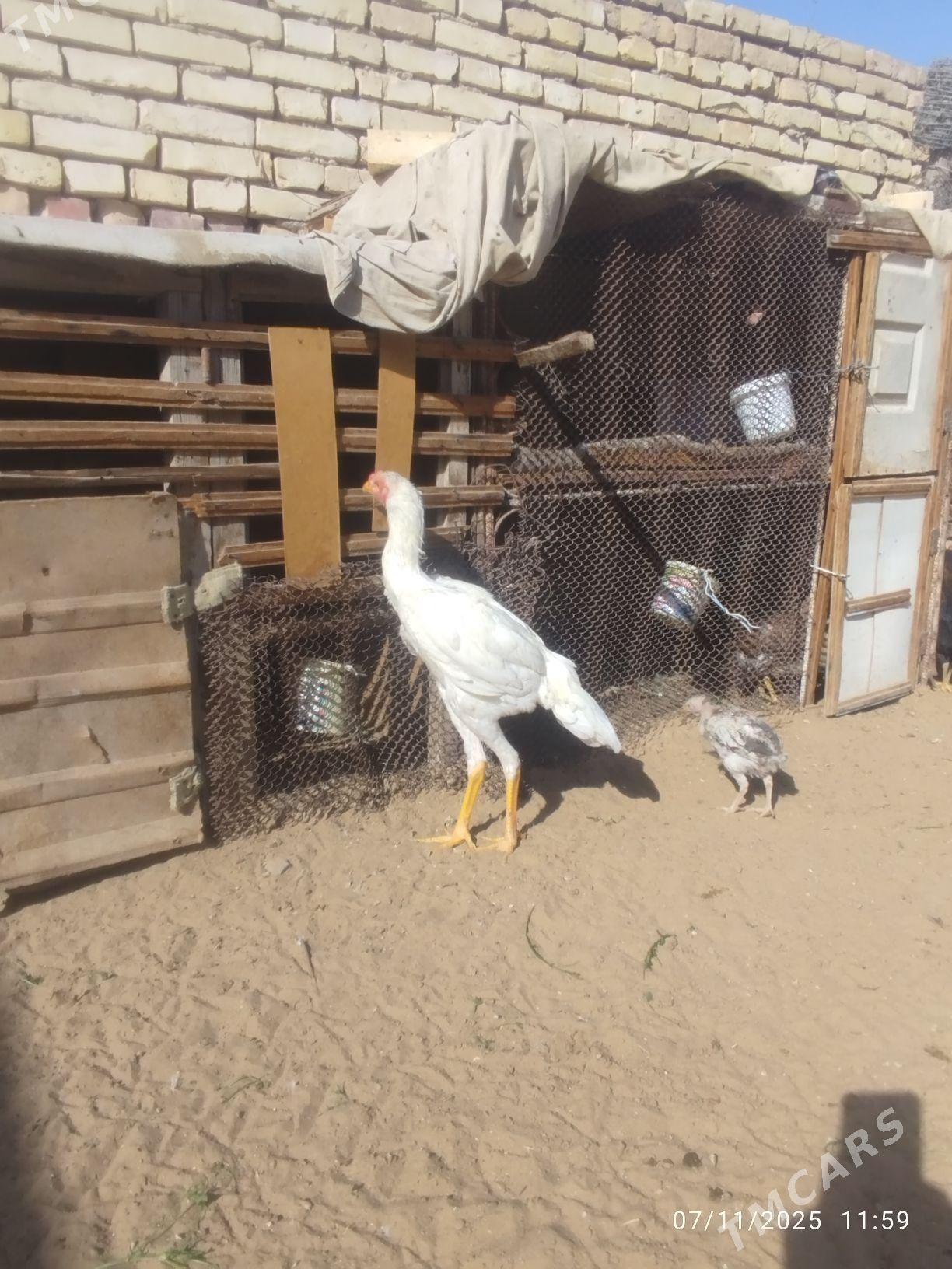 horaz - Мары - img 4