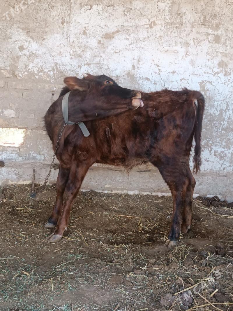 Öküzçe - Мары - img 3