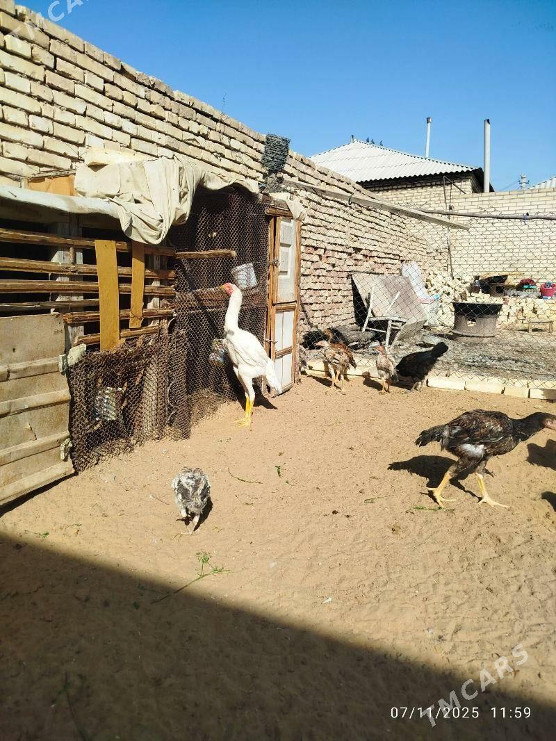 horaz - Мары - img 3