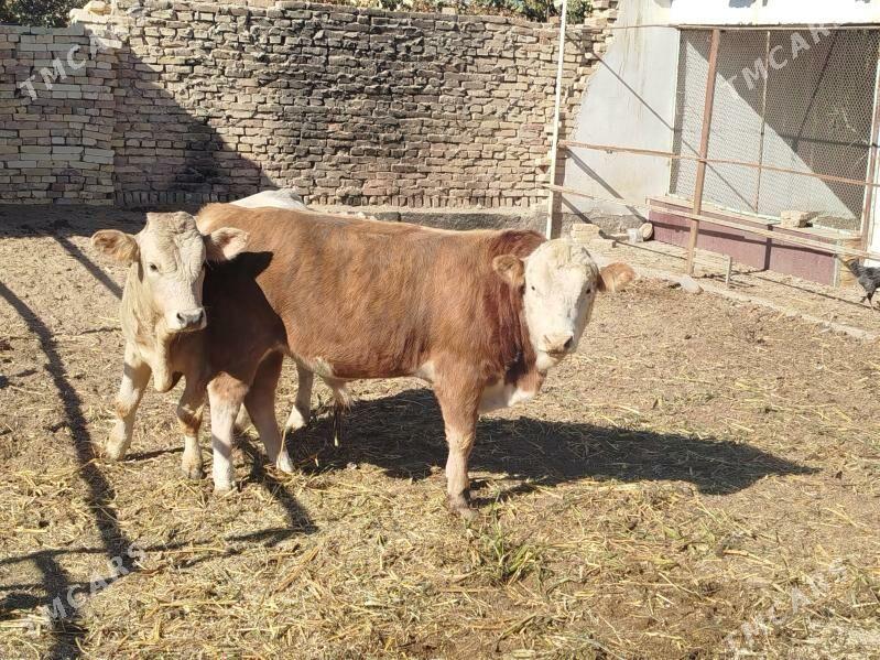 Semintal - Дянев - img 3