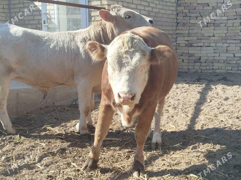 Semintal - Дянев - img 2