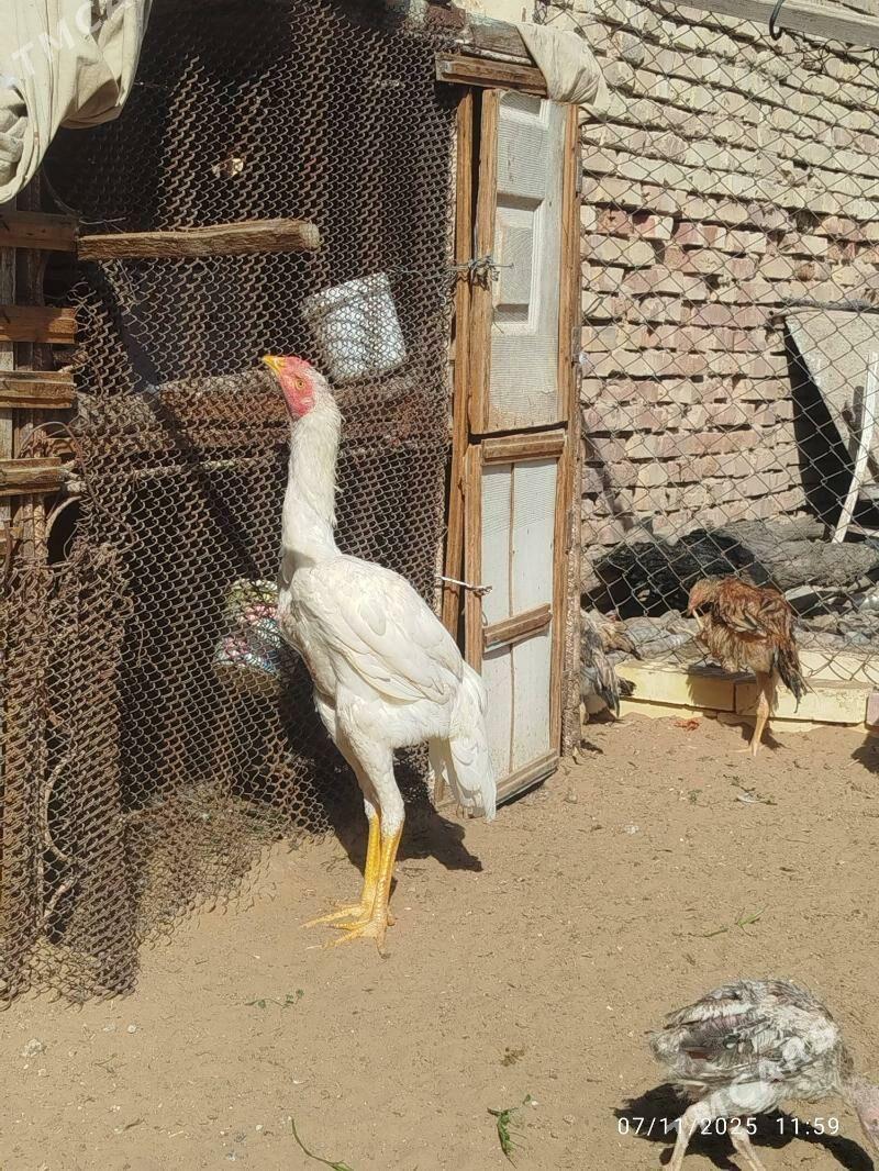 horaz - Мары - img 2