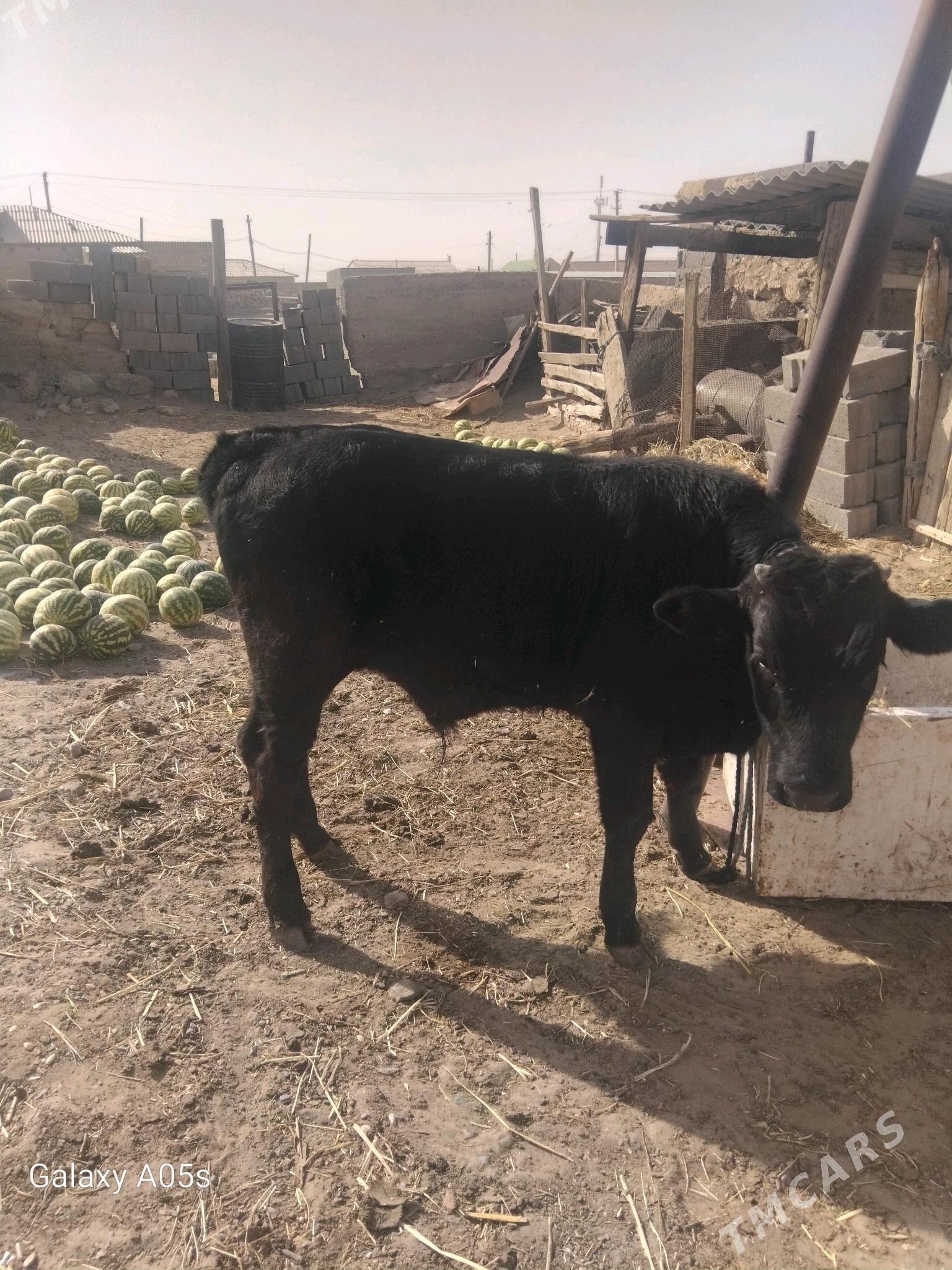 Okuzce sygyr - Гызыларбат - img 2