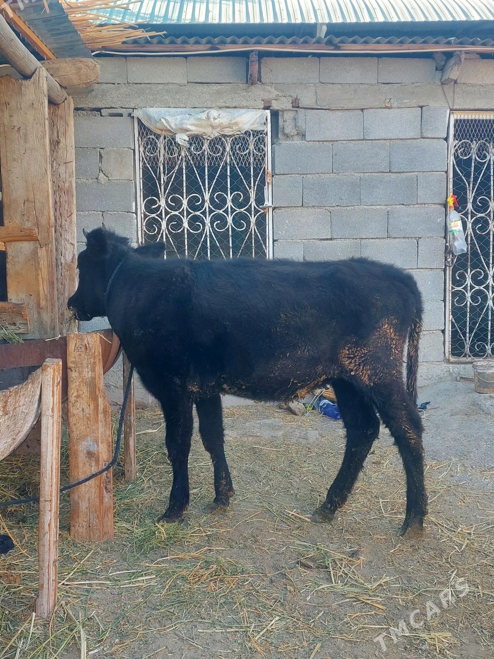 Tuwe - Гёкдепе - img 1