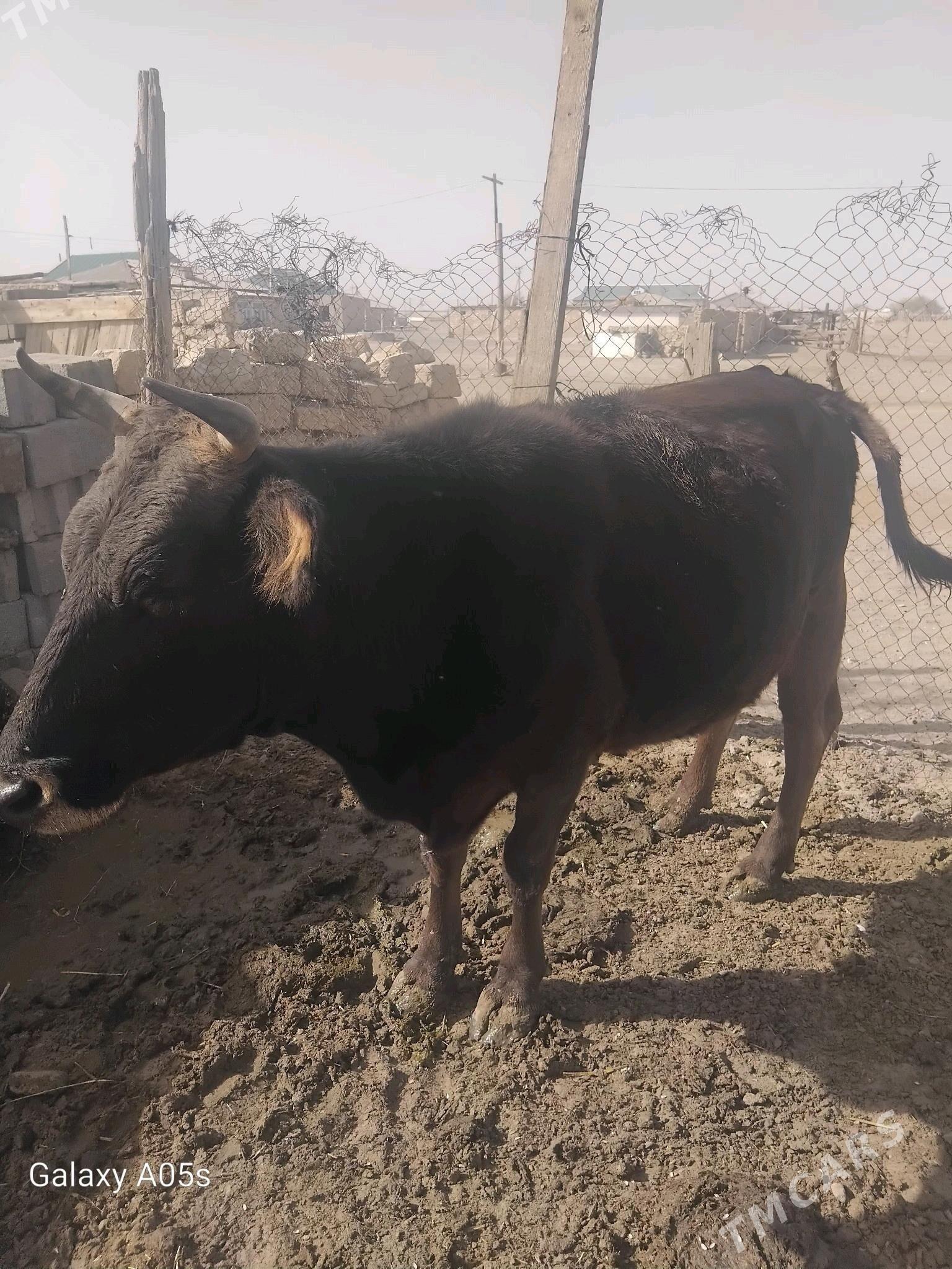 Okuzce sygyr - Гызыларбат - img 3