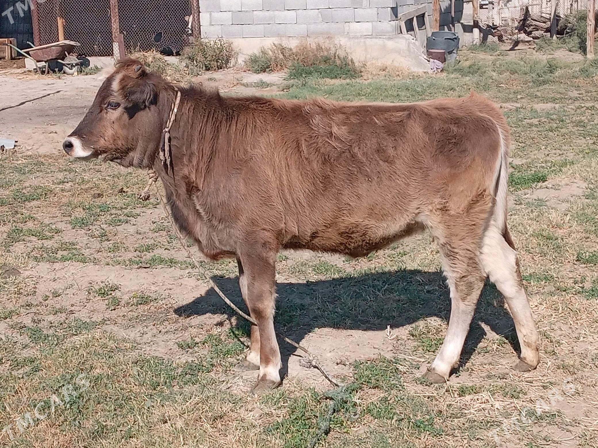 tüwe - Gökdepe - img 1