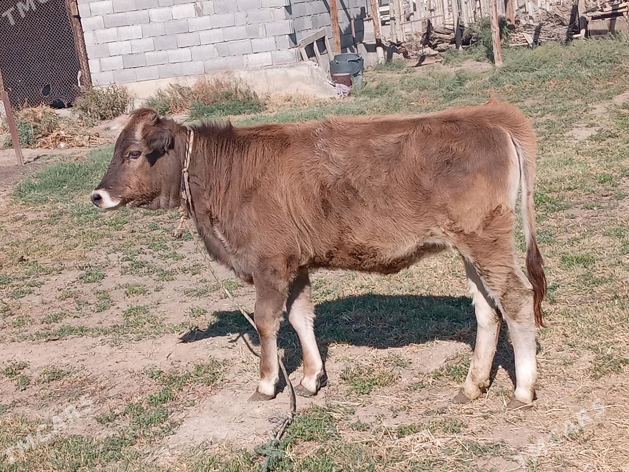 tüwe - Gökdepe - img 2