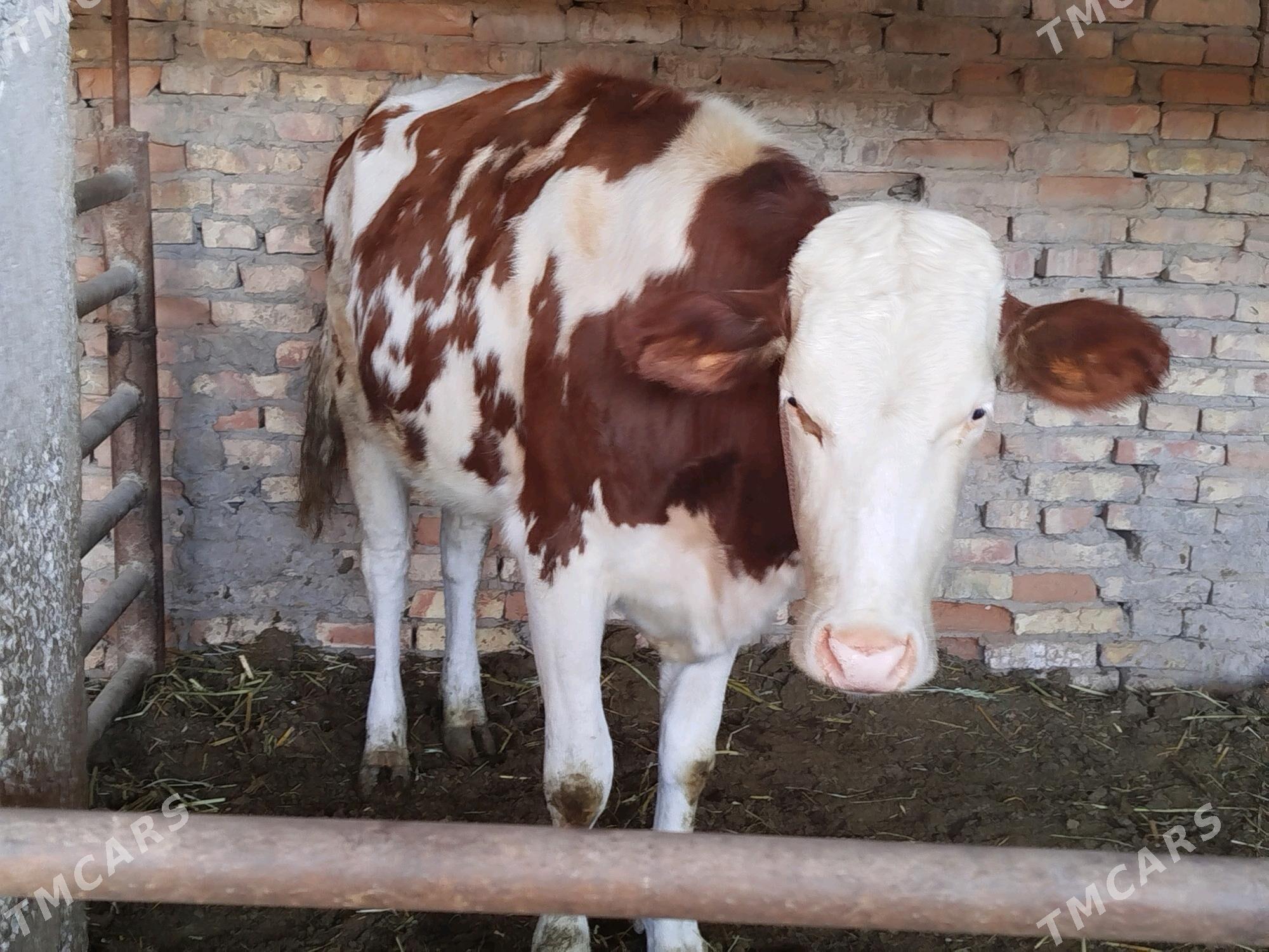 Сатлык Сыгырлар - Дянев - img 1