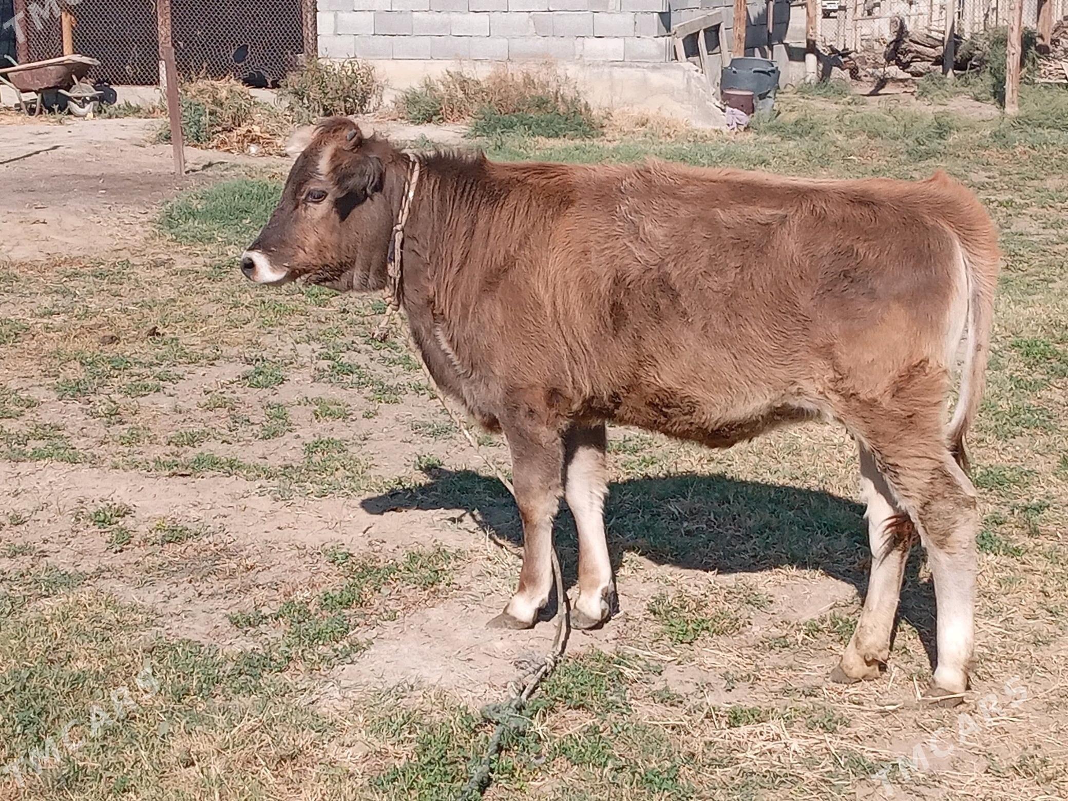 tüwe - Gökdepe - img 3